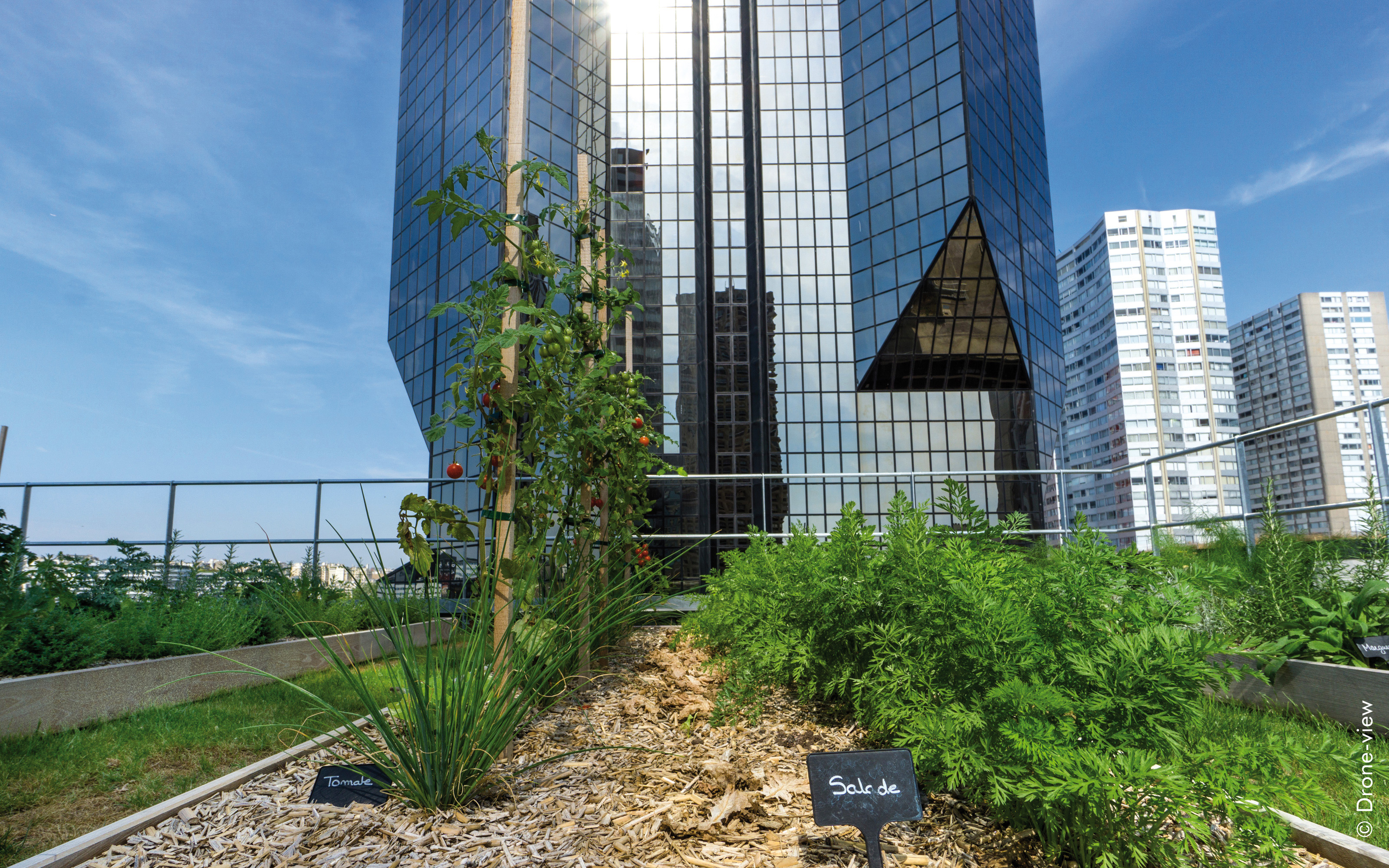 Within only a few weeks the plants had already developed lavishly. Lettuce and vegetables growing on a roof in the city